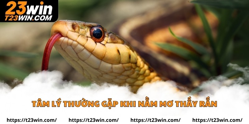 Tâm lý thường gặp khi nằm mơ thấy rắn